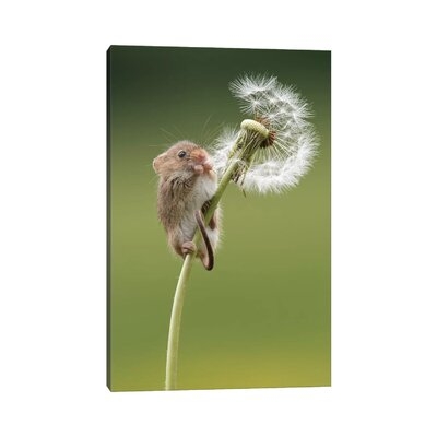 Harvest Mouse on Dandelion Clock by Dean Mason - Wrapped Canvas Photograph Print - Image 0
