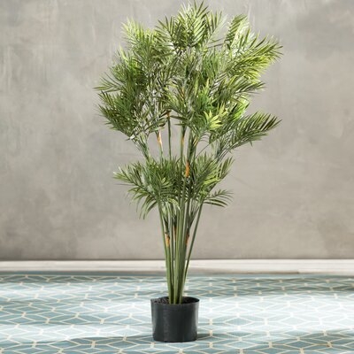 Parlor Palm Tree in Planter - Image 0