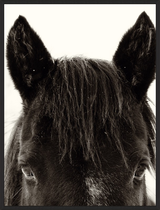 Horse Ears by Nick Jaicomo for Artfully Walls - Image 0