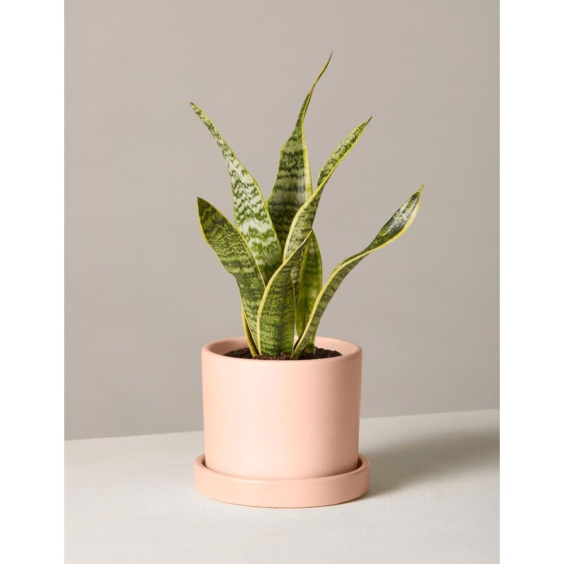 The Sill Live Snake Plant in Pot Size: 22" H x 5" W x 5" D, Base Color: Blush - Image 0