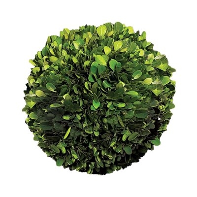 Gracie 8" Preserved Boxwood Topiary - Image 0