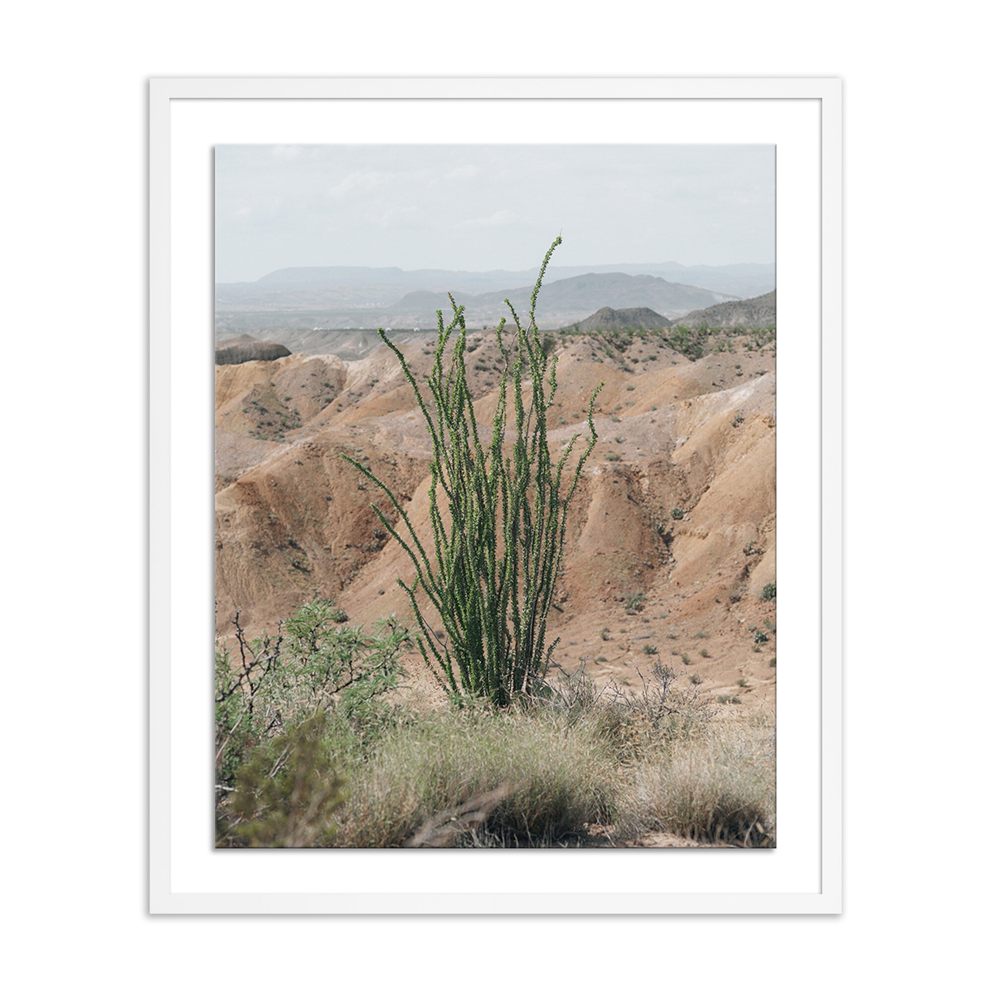 Ocotillo by Mandy Steinback - White 1.5 Maple - Image 0