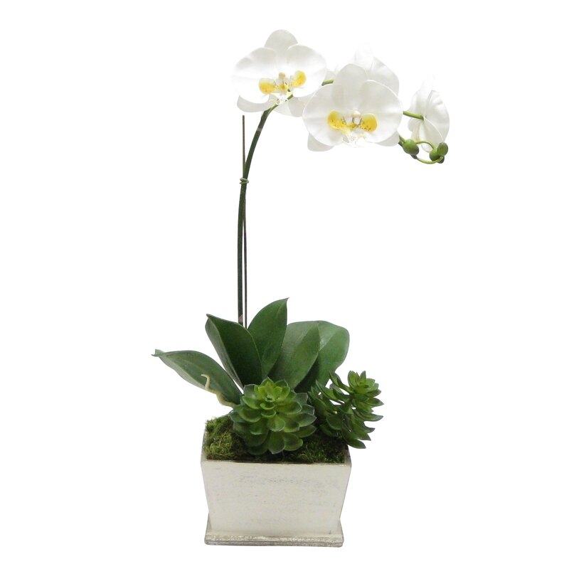 Phalaenopsis Orchid Floral Arrangement in Planter Base Color: Gray/Silver - Image 0