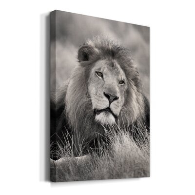 Pride Of The Pride Premium Gallery Wrapped Canvas - Ready To Hang - Image 0