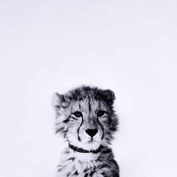 Cheetah Chillin', 24"x18" - Image 2