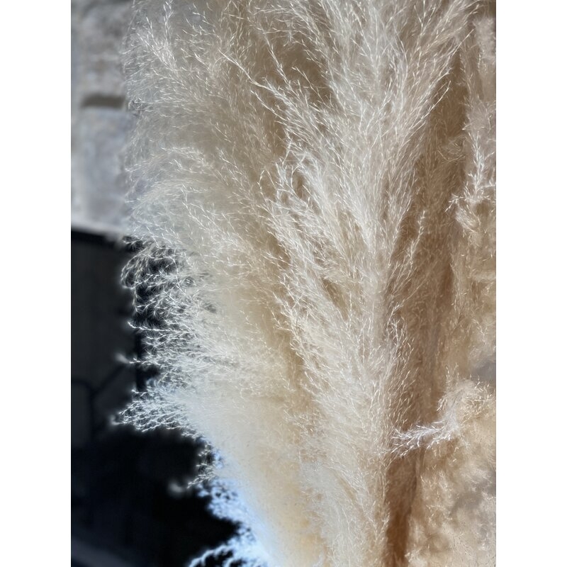 Preserved Pampas Grass Plant, Set of 6 - Image 2
