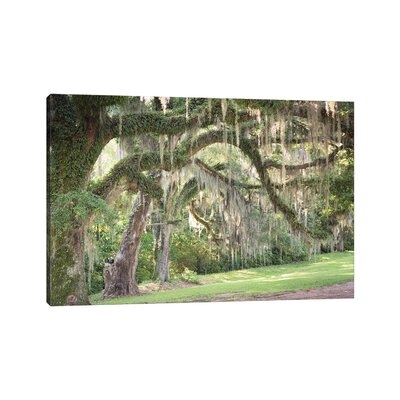 Spanish Moss by Ann Hudec - Wrapped Canvas Photograph Print - Image 0