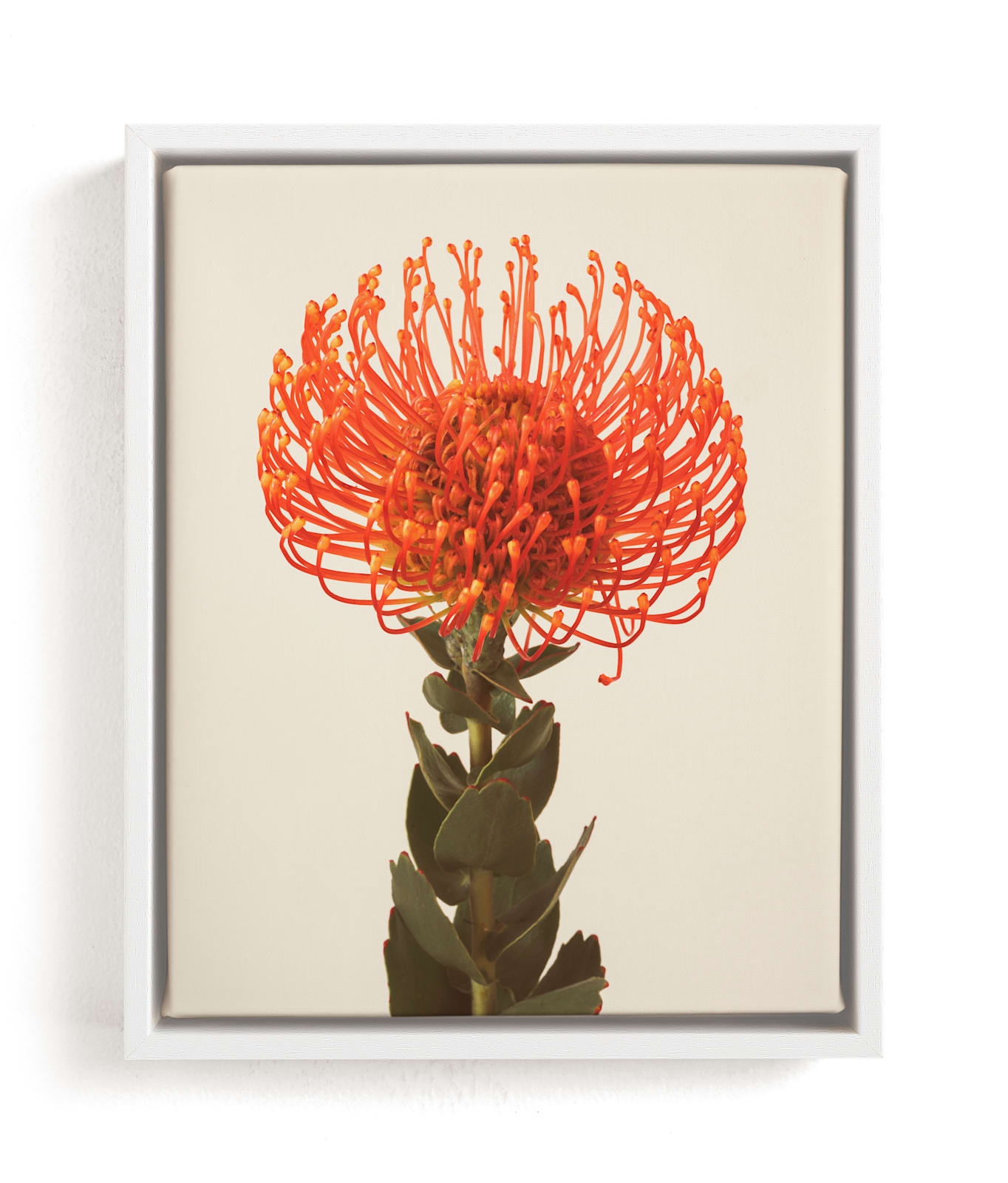 Protea I Limited Edition Fine Art Print 2 - Image 0