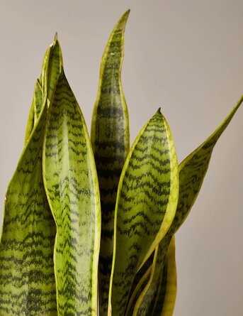 The Sill Live Snake Plant - Image 1