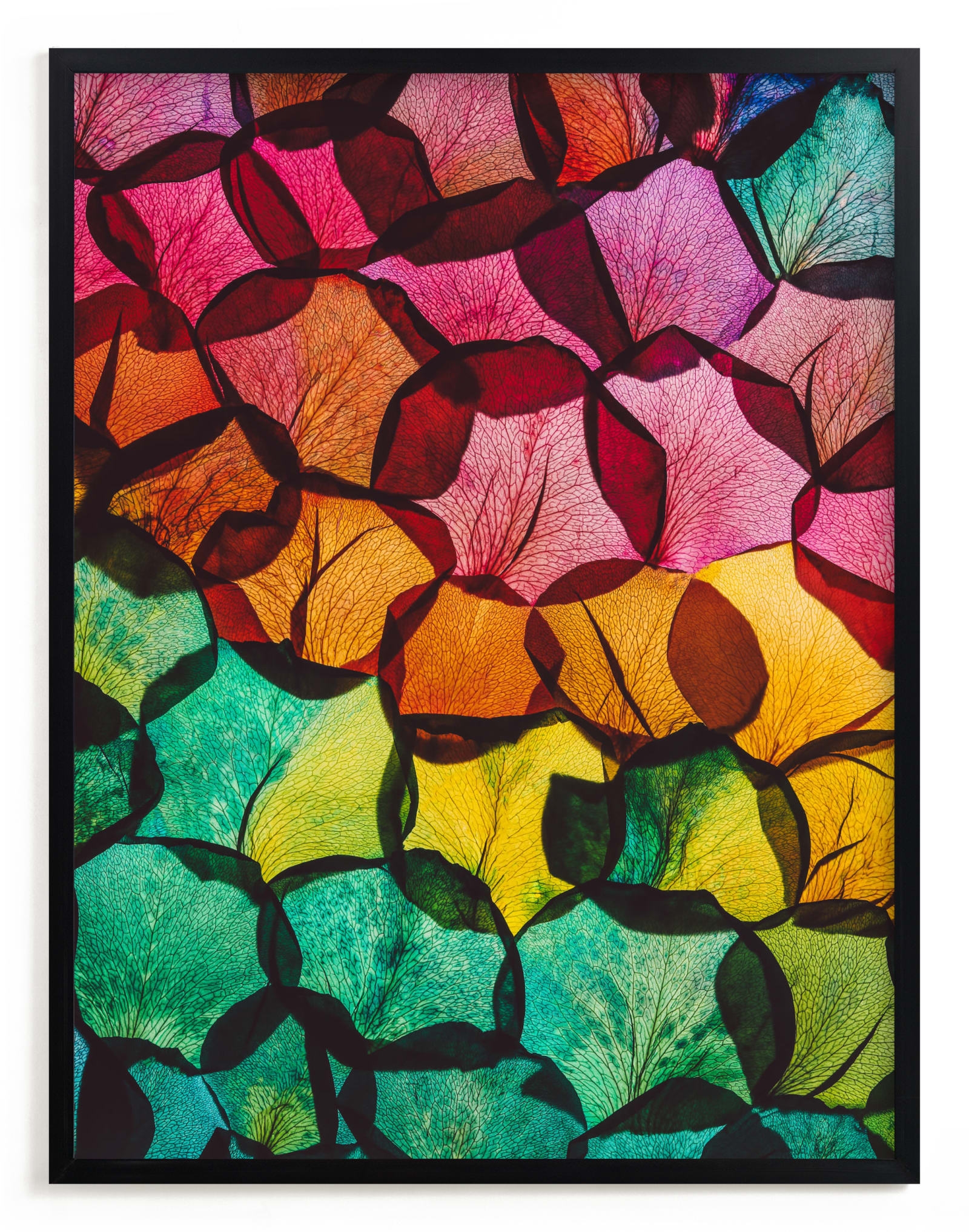 Rainbow Rose Petals Limited Edition Fine Art Print 2 - Image 0