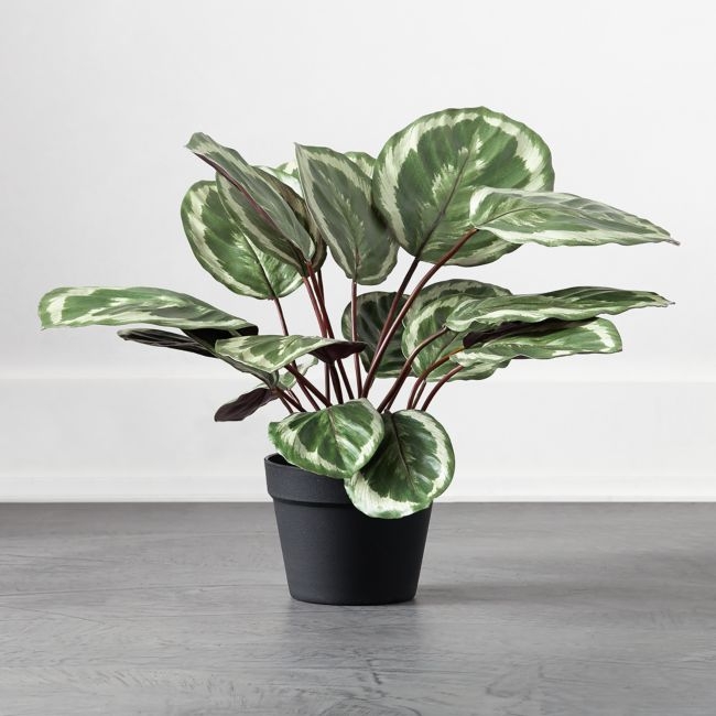 Faux Potted Calathea Medallion 24" - Image 0