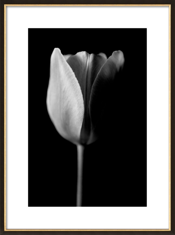 black and white tulip photograph by Yaniv Alon for Artfully Walls - Image 0
