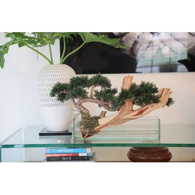 Cedar Bonsai And Driftwood On Glass Planter - Image 0