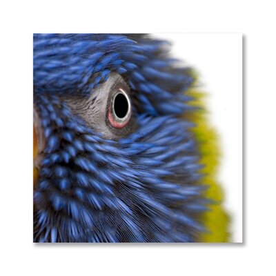 Feathery Focus - Unframed Photograph Print - Image 0