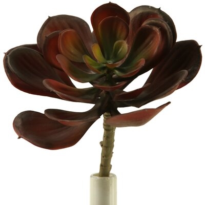 Echeveria Succulent Plant