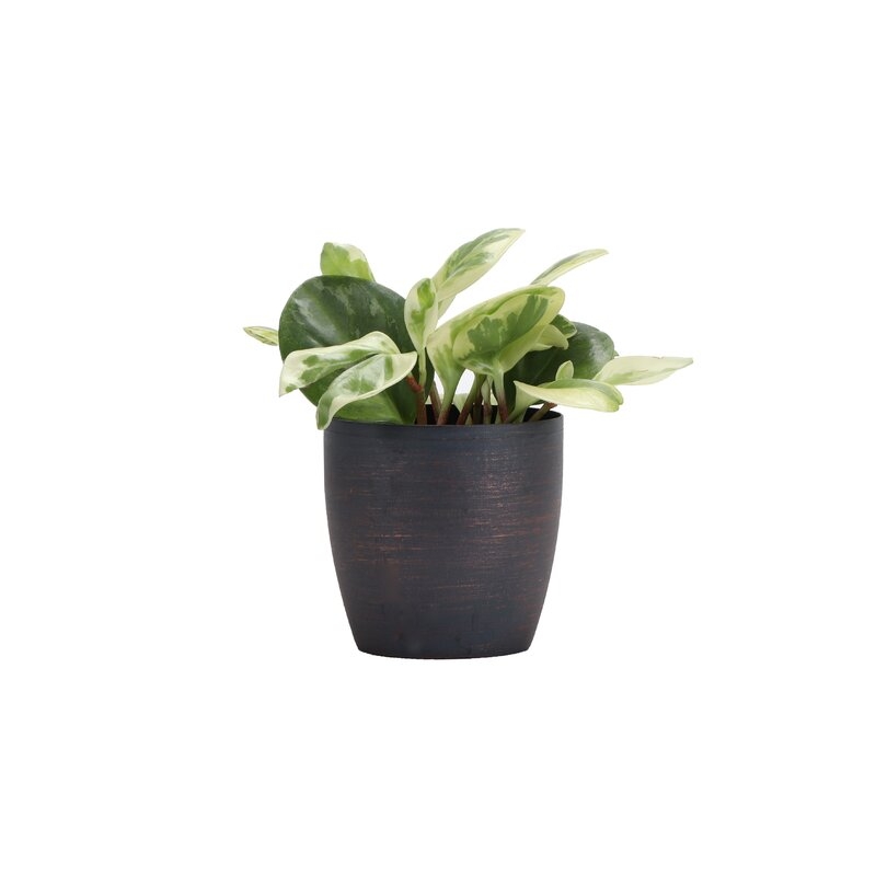 Thorsen's Greenhouse 7" Live Peperomia Plant in Pot Base Color: Brushed Copper - Image 0