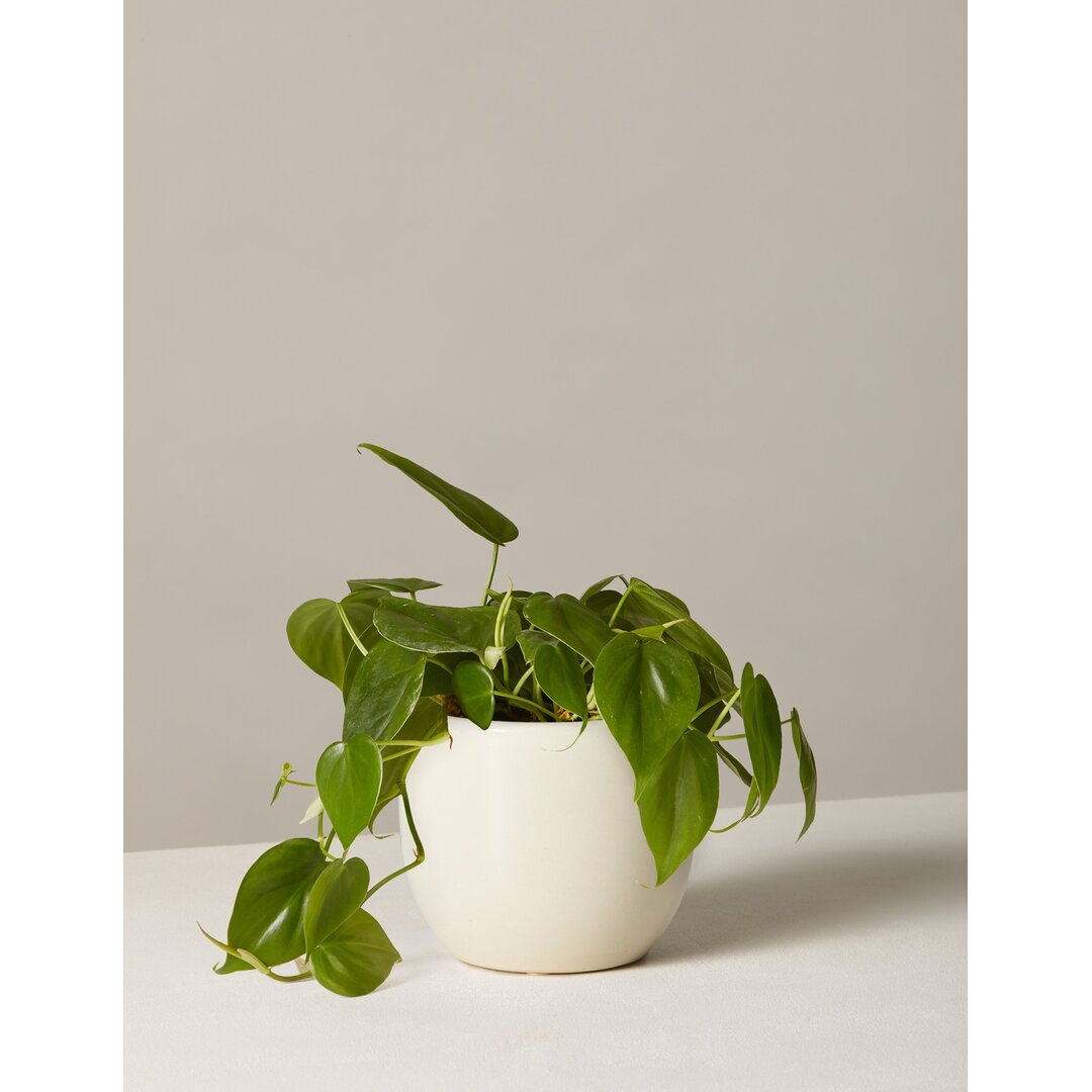 "The Sill Philodendron Green In Grant Planter 5.5" - Image 0