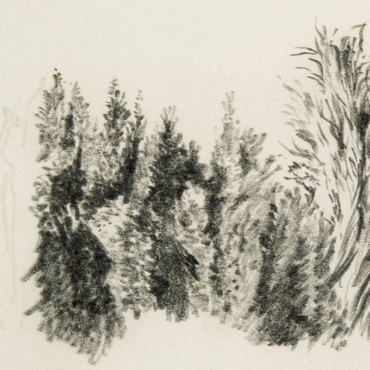 Tree Sketch by Dan Hobday - Rustic 2.5 Walnut - Image 4