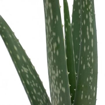 Aloe Vera Plant in 4" Grower Pot - Image 2