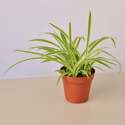 Spider Plant Reverse - 4" Pot - Image 0
