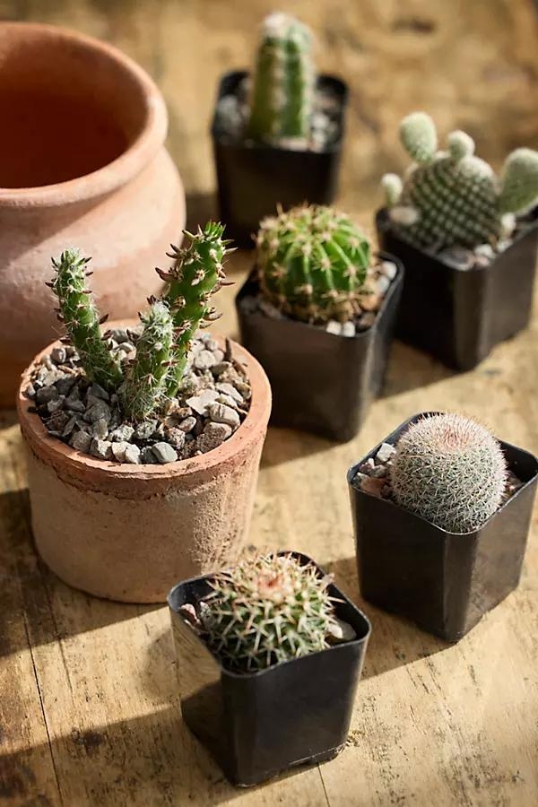 Assorted Mini Cactus Collection, 6 Plants - Image 0