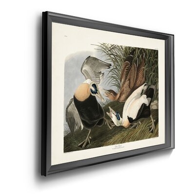 Eider Duck - Picture Frame Print on Canvas - Image 0