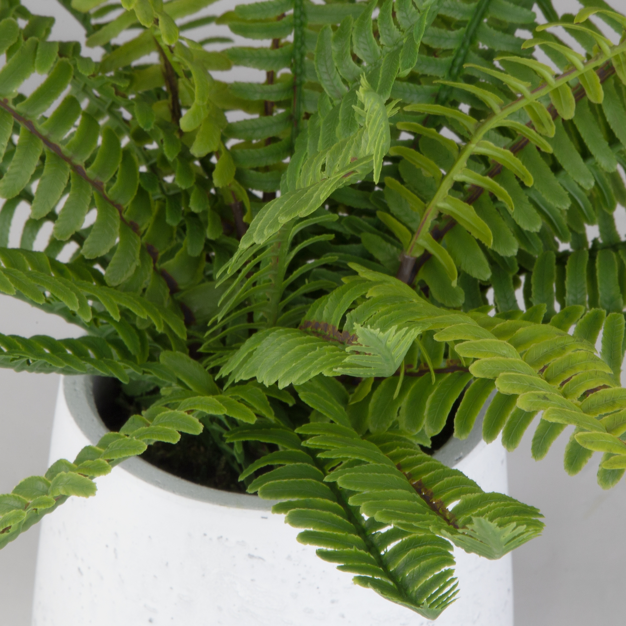 Boston Fern In White Ceramic Pot - Image 2