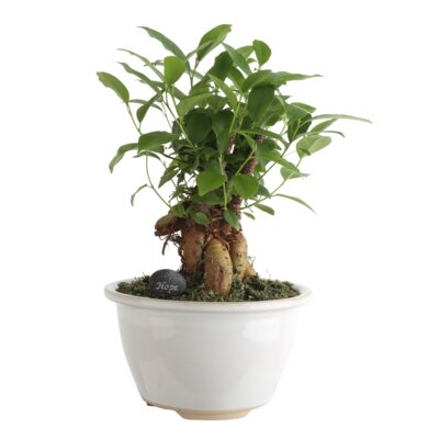 16" Live Bonsai Plant in Planter - Image 0