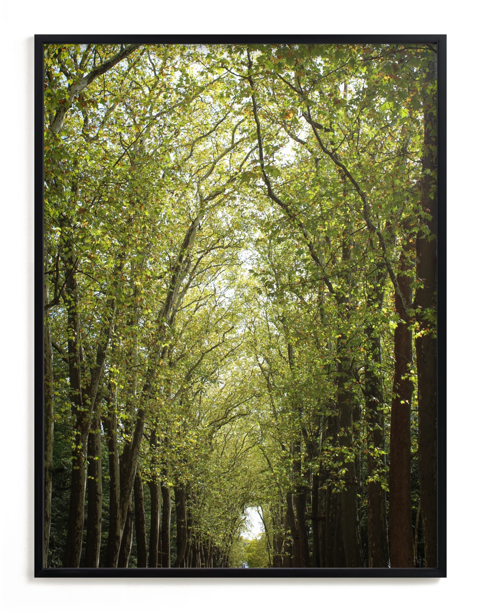Canopy Of Trees Limited Edition Fine Art Print 1 - Image 0