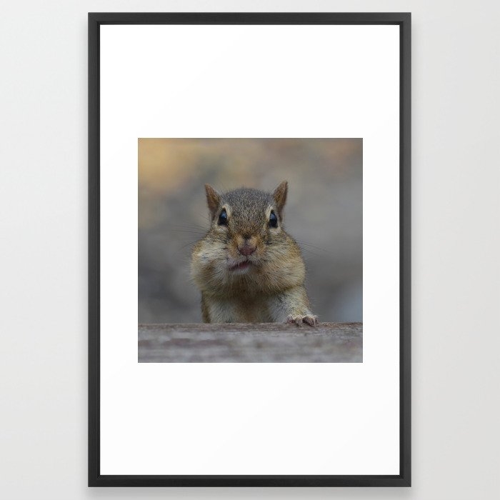 Chipmunk Cheeks Framed Art Print by Christina Lynn Williams - Vector Black - LARGE (Gallery)-26x38 - Image 0
