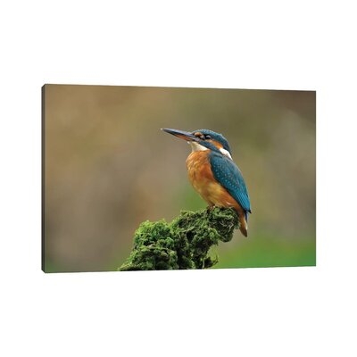 Proud Kingfisher by Dean Mason - Wrapped Canvas Photograph Print - Image 0