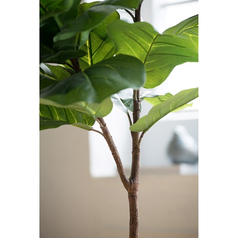 Fiddle Leaf Fig Tree in Pot - Image 2