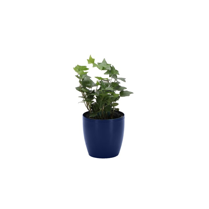 Thorsen's Greenhouse 7" Live Ivy Plant in Pot Base Color: Iris - Image 0
