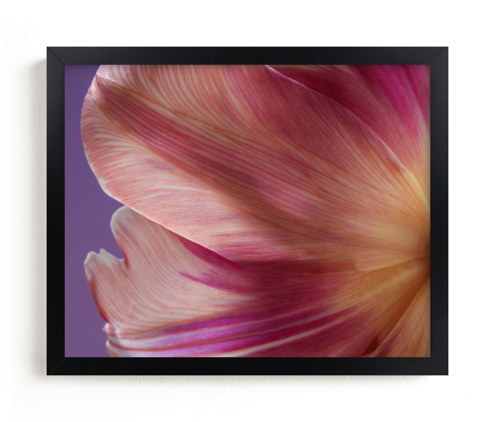 Parrot Tulip Limited Edition Fine Art Print 2 - Image 0