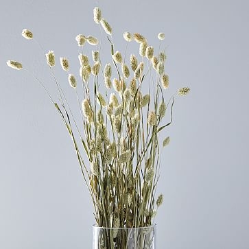 Dried Canary Grass - Image 0
