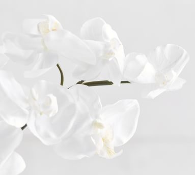 Faux Phalaenopsis Orchid Stem, White, One - Image 1