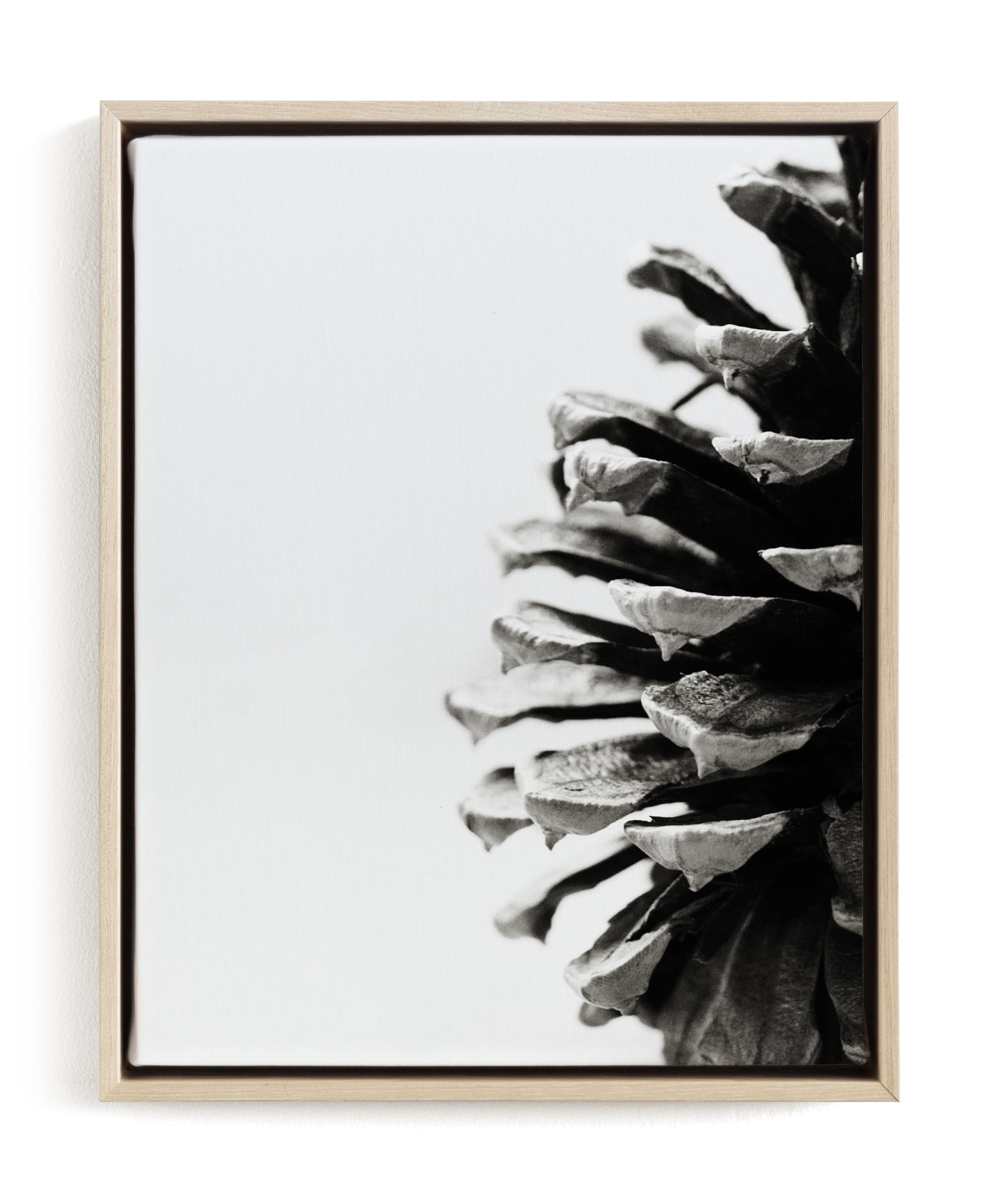 Pine Cone Limited Edition Fine Art Print 1 - Image 0
