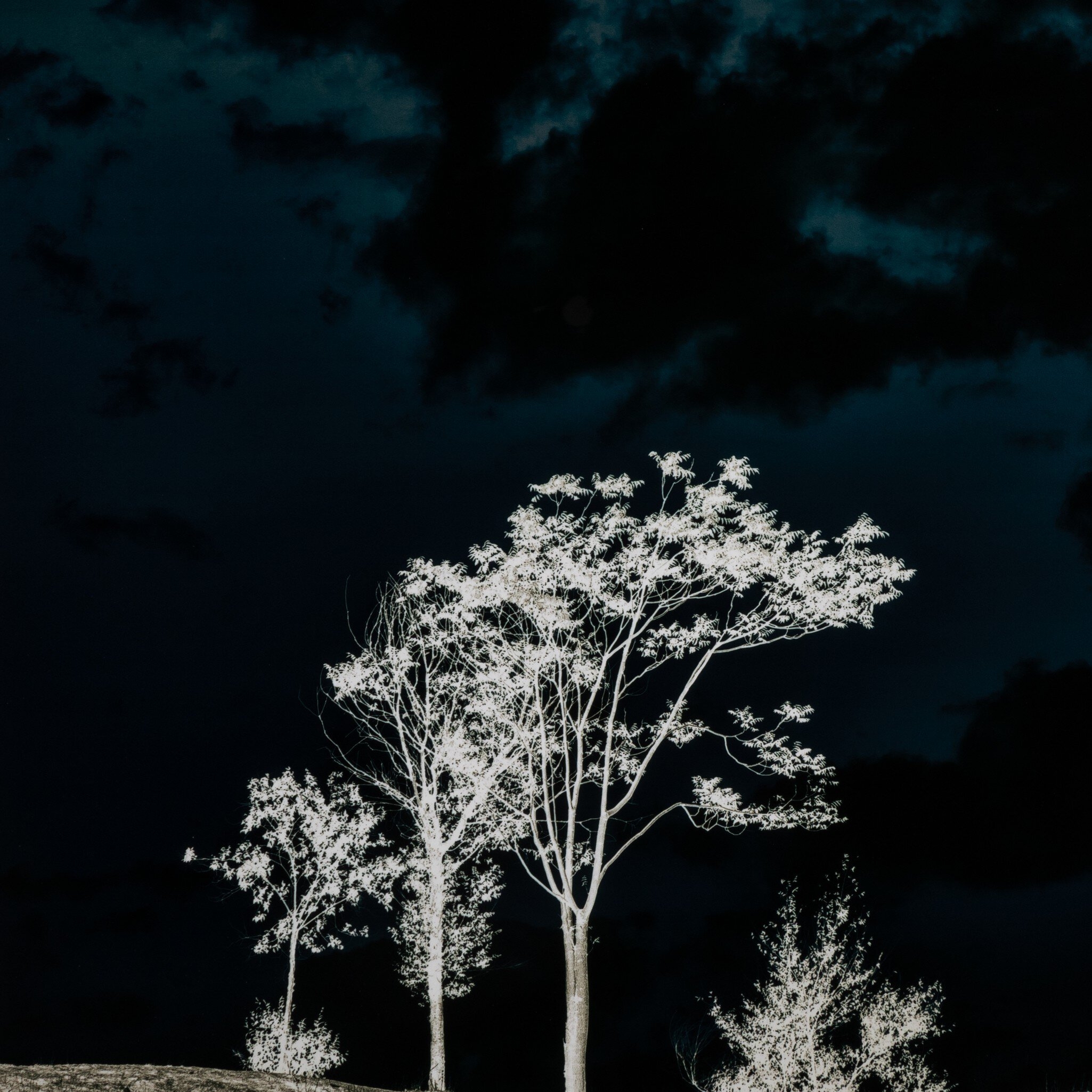 There's A Lack Of Color Here by Getty Images - Vertical Grain White Oak Floater - Image 4