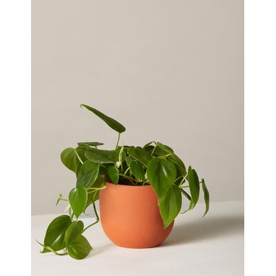 Live Philodendron Plant in Pot - Image 0