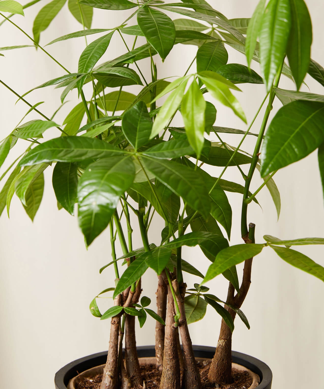 Money Tree Forest -  Clay - Image 1