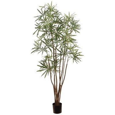 6' Aralia Tree In Plastic Nursery Pot - Image 0
