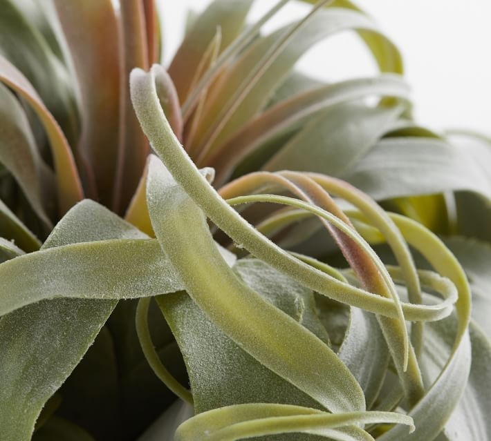 Faux Succulent Stems,Oversized Air Plant, Green - Image 1