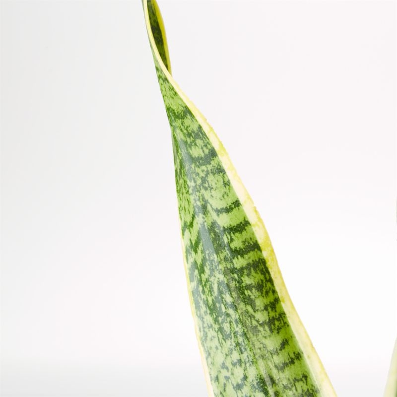 Live Snake Plant in Bryant Planter by The Sill - Image 1