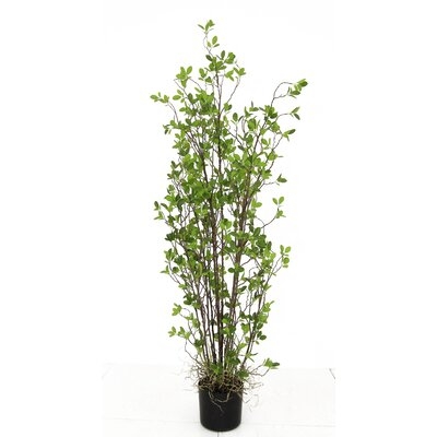 Artificial Rubber Plant in Pot - Image 0