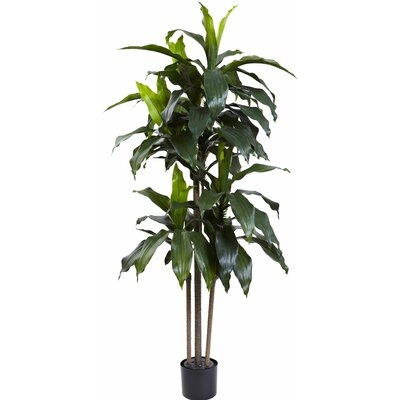 Dracaena Plant in Planter - Image 0