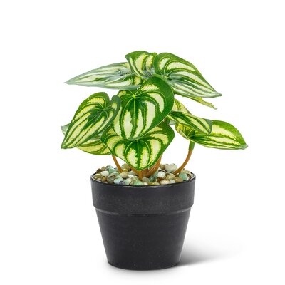 Small Varigated Leaf Plant - Image 0