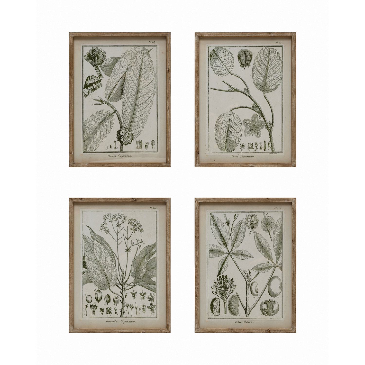 Wood Framed Glass Wall Décor with Plant, Set of 4 - Image 0