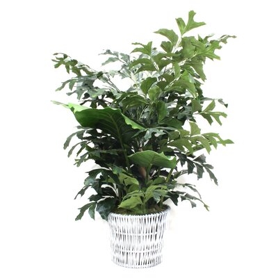 Fishtail Tropical Plant in Basket - Image 0