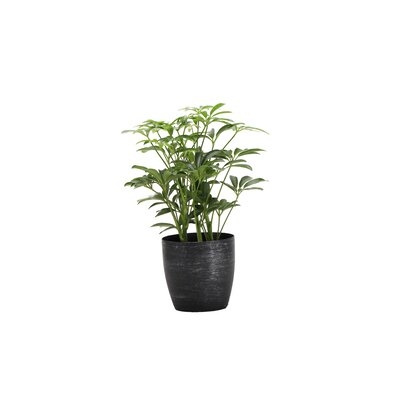 13" Live Arboricola Plant in Pot - Image 0