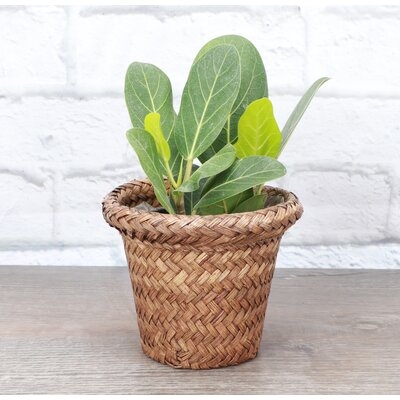 Live Ficus Audrey Plant, Light Woven Pot - Image 0